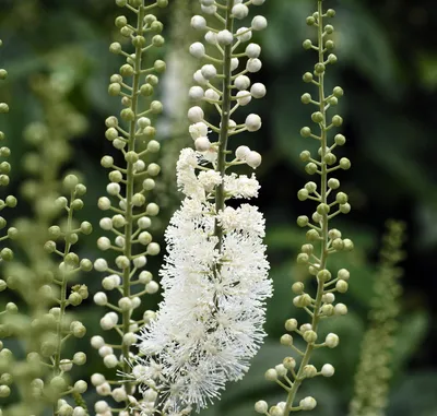 Black Cohosh Actaea Racemosa