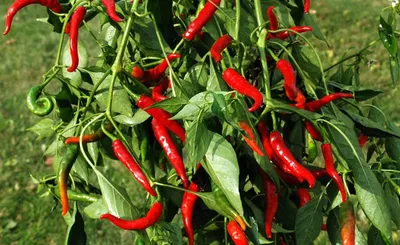 Cayenne Capsicum Annuum