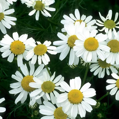 Chamomile Matricaria Chamomilla